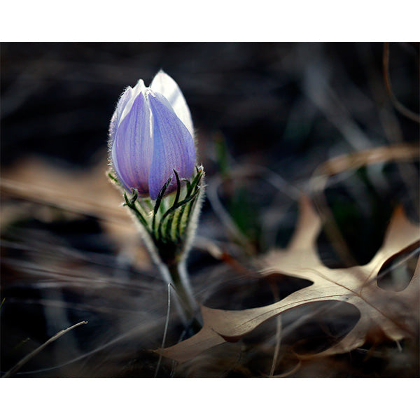 Hope Springs Eternal Photo Print