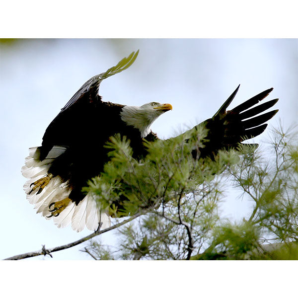 Mississippi River Bald Eagle Photo Print