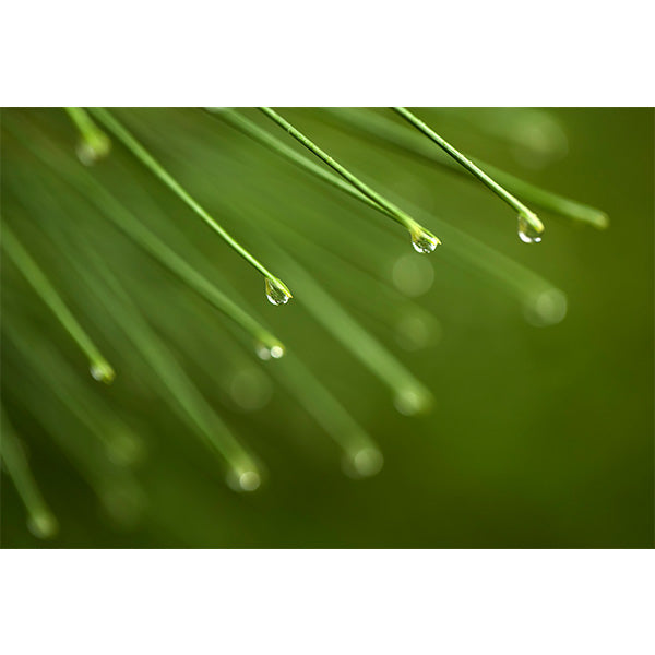 Raindrops on Red Pine Photo Print