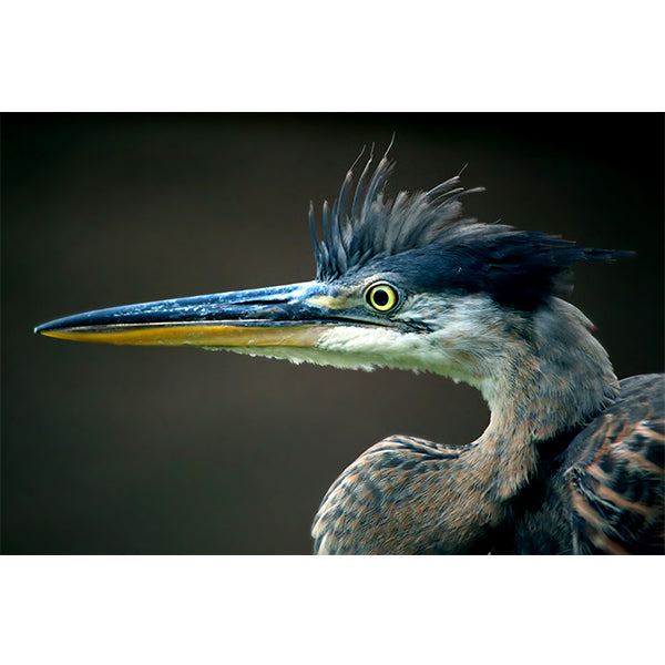 Blue Heron Photo Print