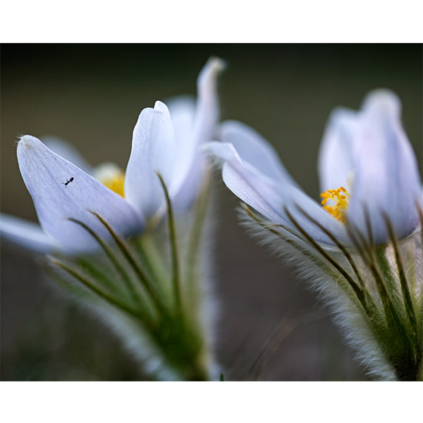 Spring Flowers Photo Print