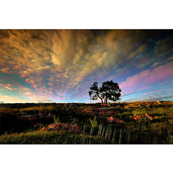 Hackberry Tree Photo Print