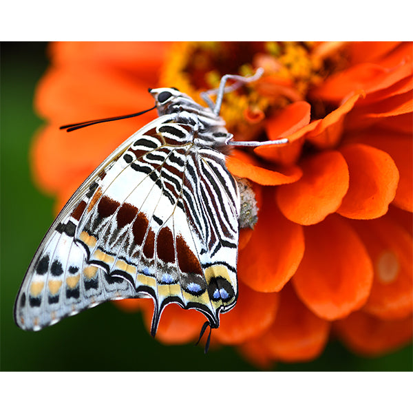 Emperor Butterfly Photo Print