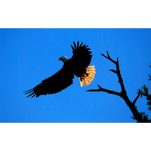 Bald Eagle Lift-off Photo Print