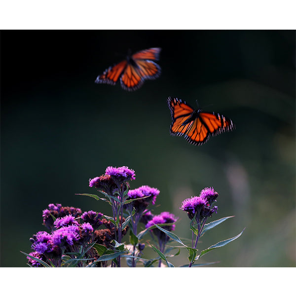 Monarchs in Fall Photo Print