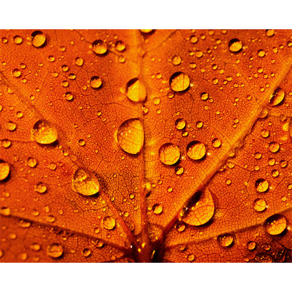 Maple Leaf Dew Photo Print