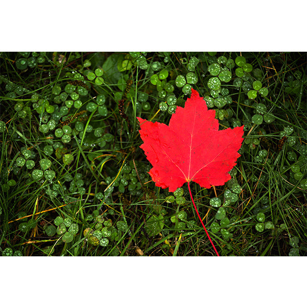 Maple and Clover Photo Print