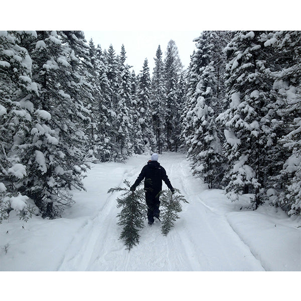 Gathering Christmas Trees Photo Print