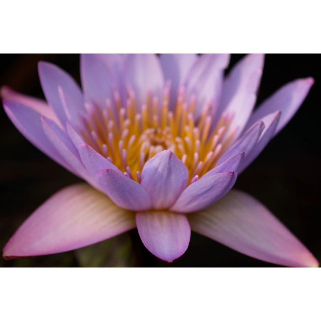 Blooming Victoria Water Lily Photo Print