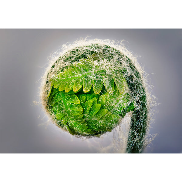 Fiddlehead Fern Photo Print