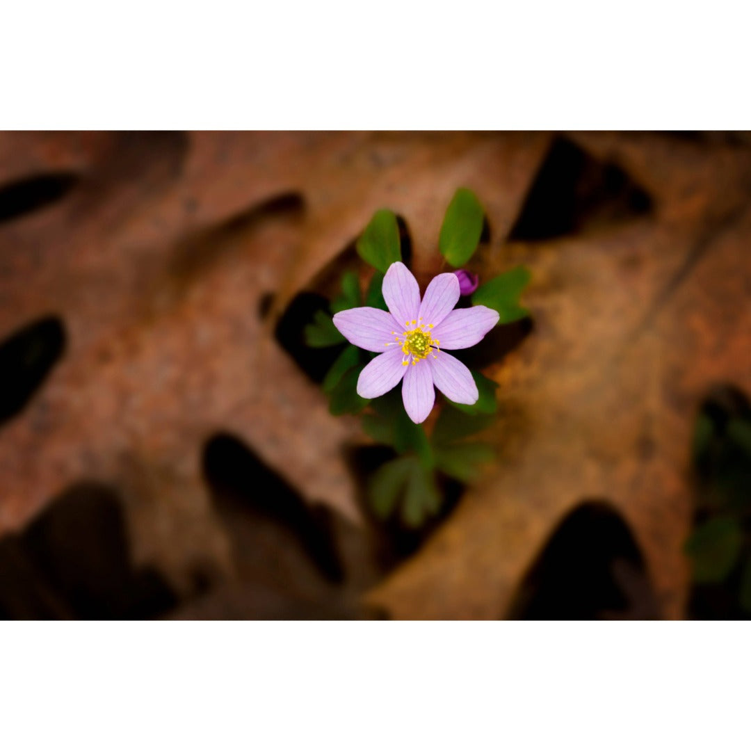 Hepatica Flower Photo Print