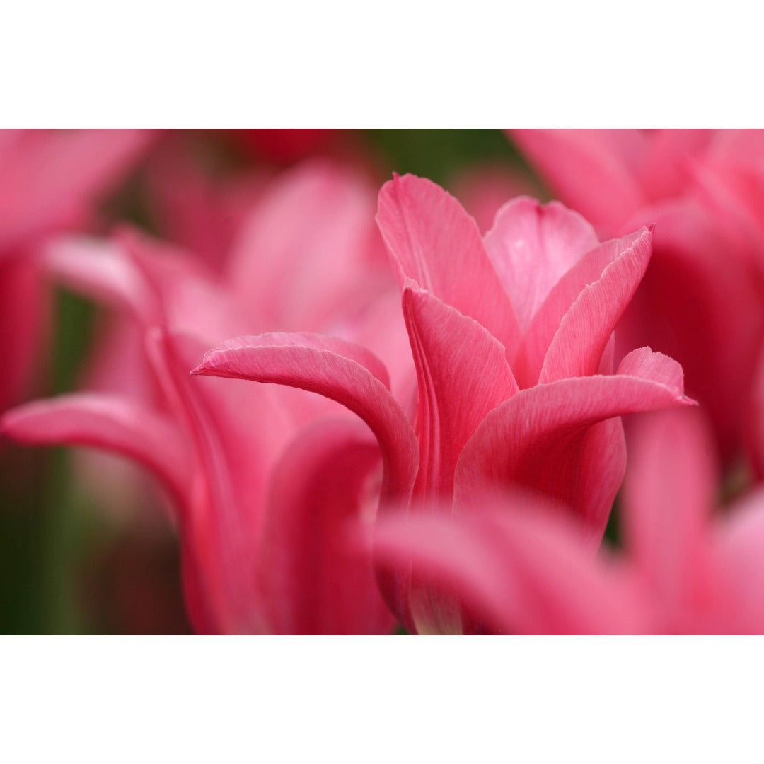 Lily-Flowered Tulip Photo Print