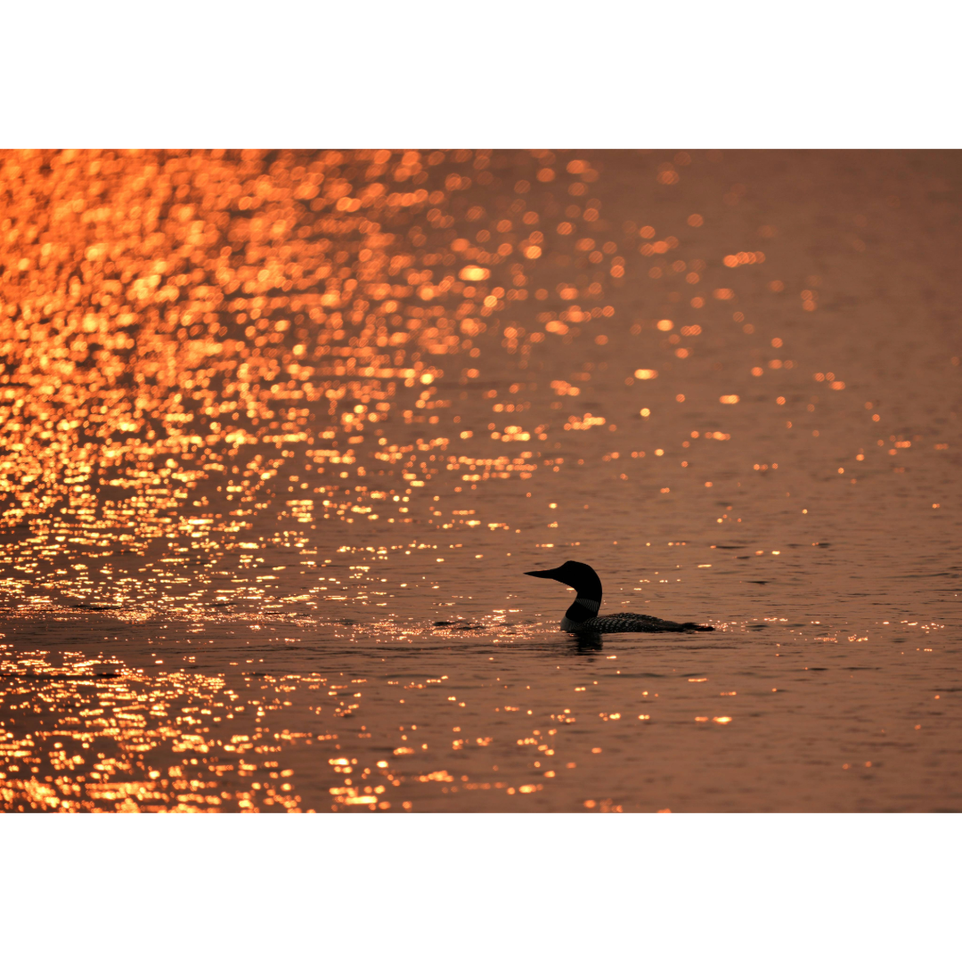 Silhouette of a loon in the water with a golden sunset reflection