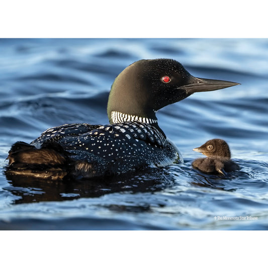 Loon and Baby Jigsaw Puzzle (500 pieces)