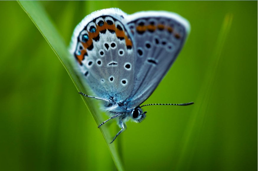 Melissa Blue Butterfly Photo Print