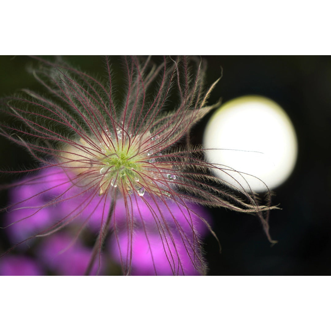 Prairie Smoke Plant Photo Print