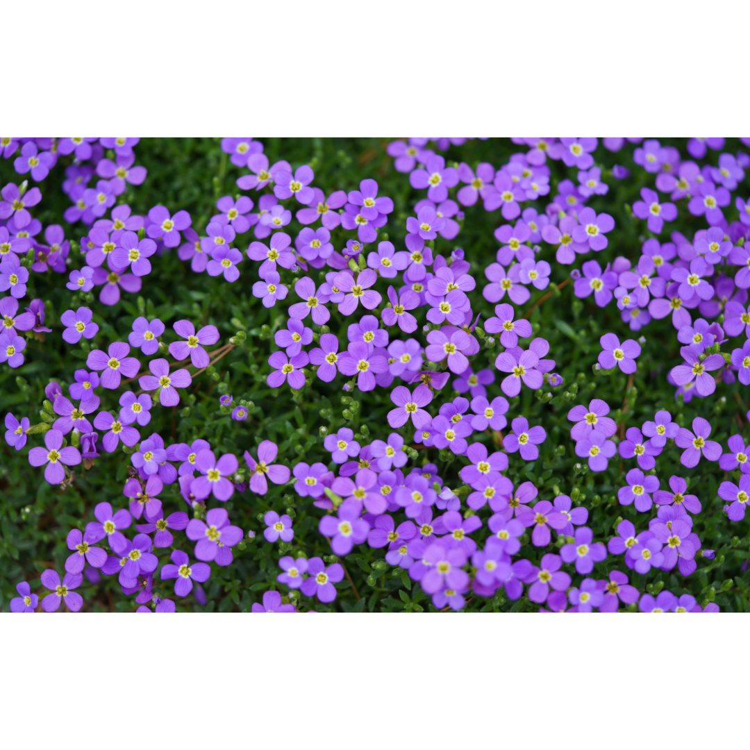 Rock Cress in Full Bloom Photo Print