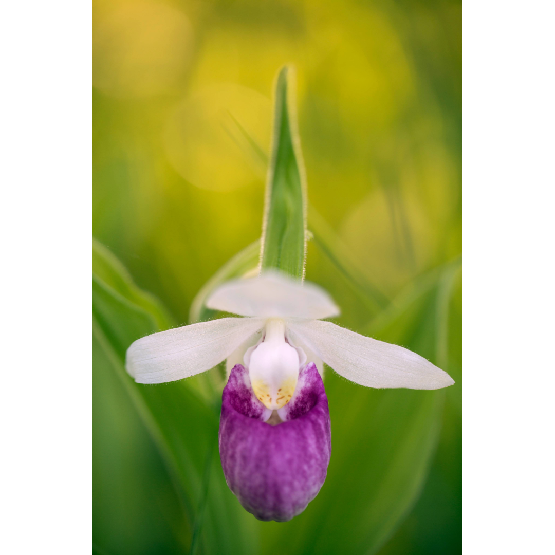 Lady's Slipper Photo Print