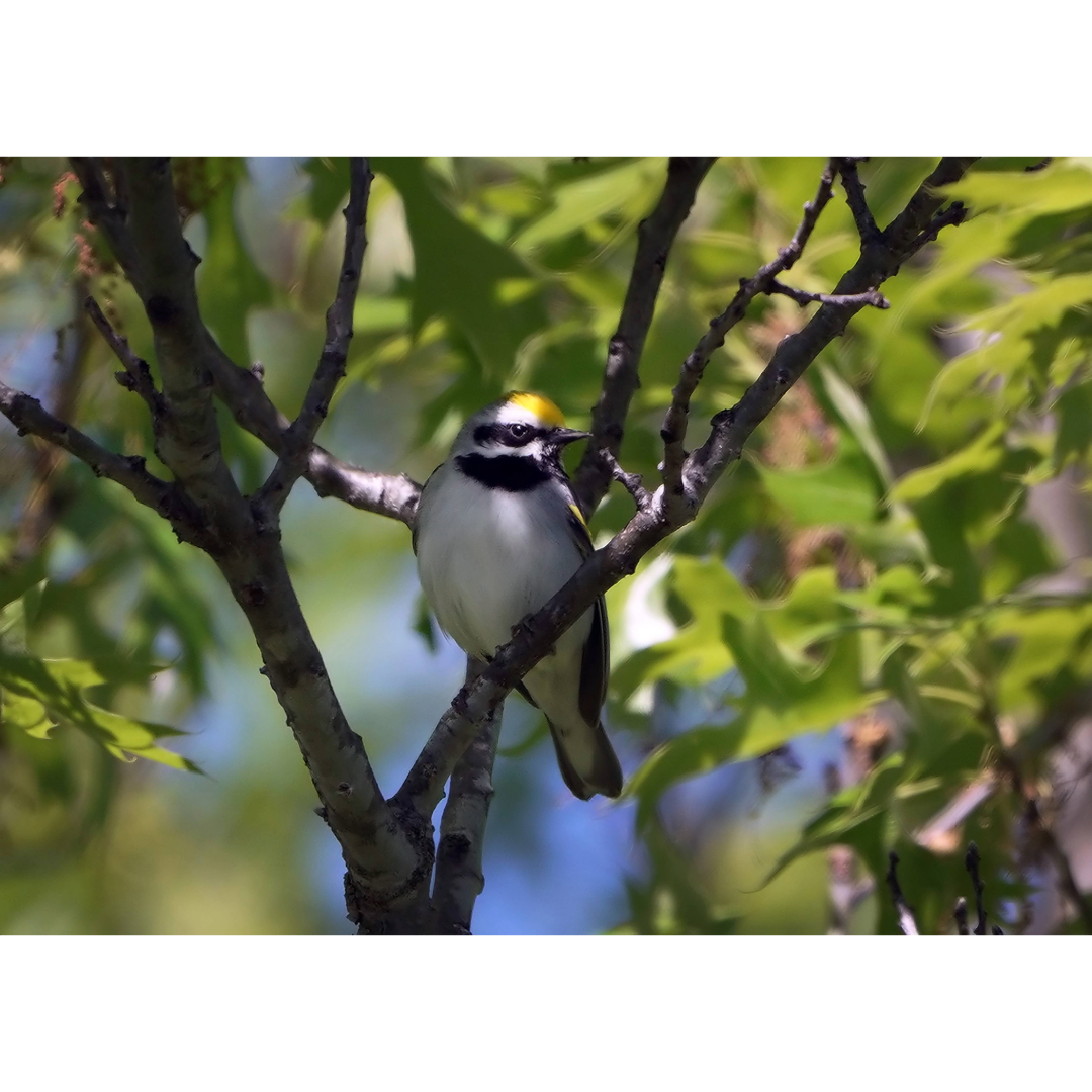 Golden Winged Warblers Photo Print