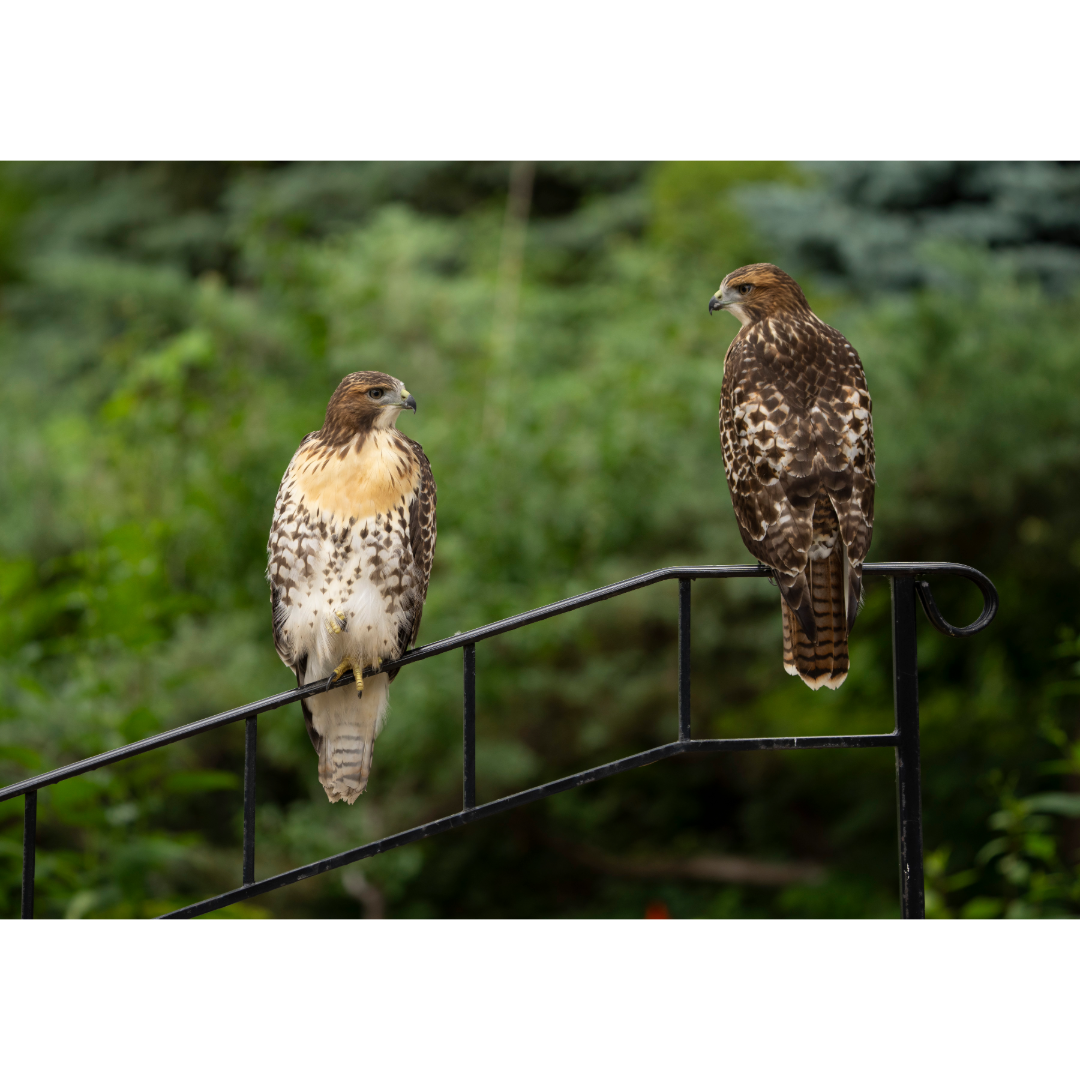 Red-tailed Hawks Photo Print