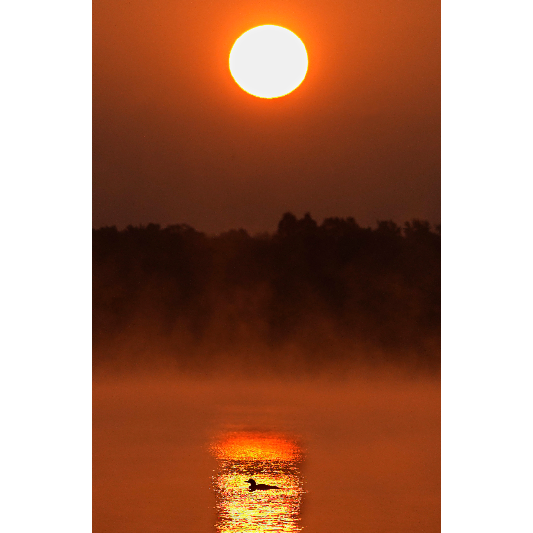 Loon Sunrise Photo Print