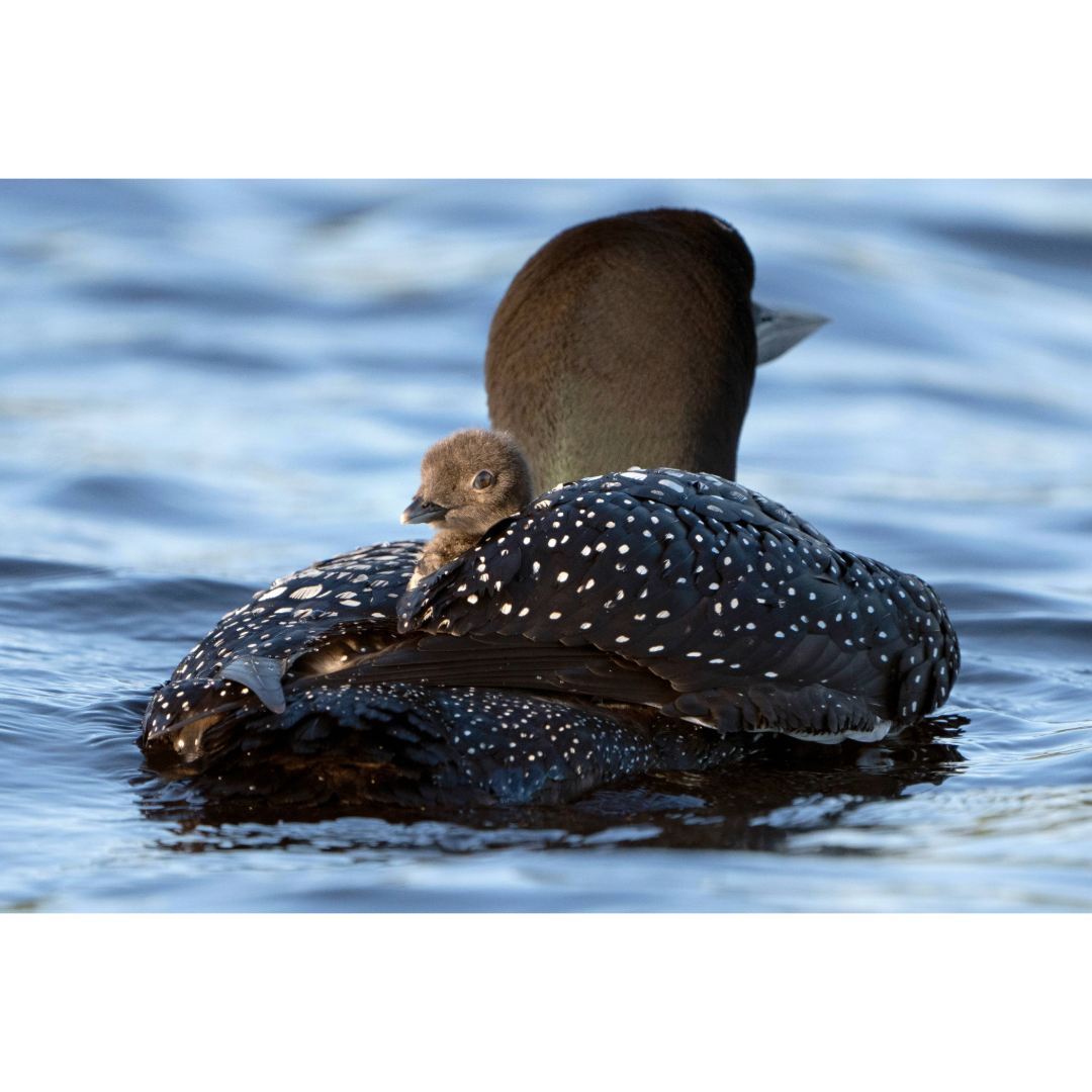 Loon and Baby Photo Print