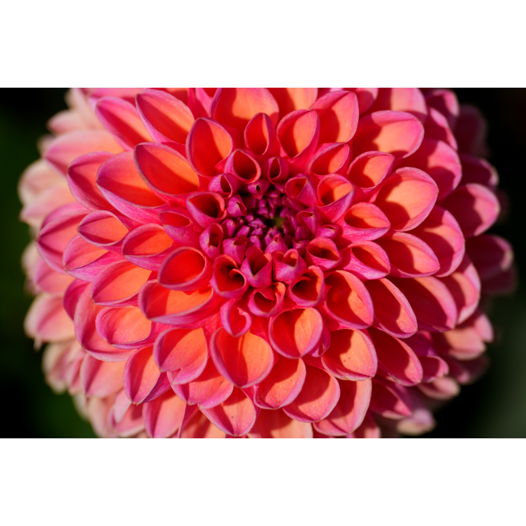 Dahlia Flower Photo Print