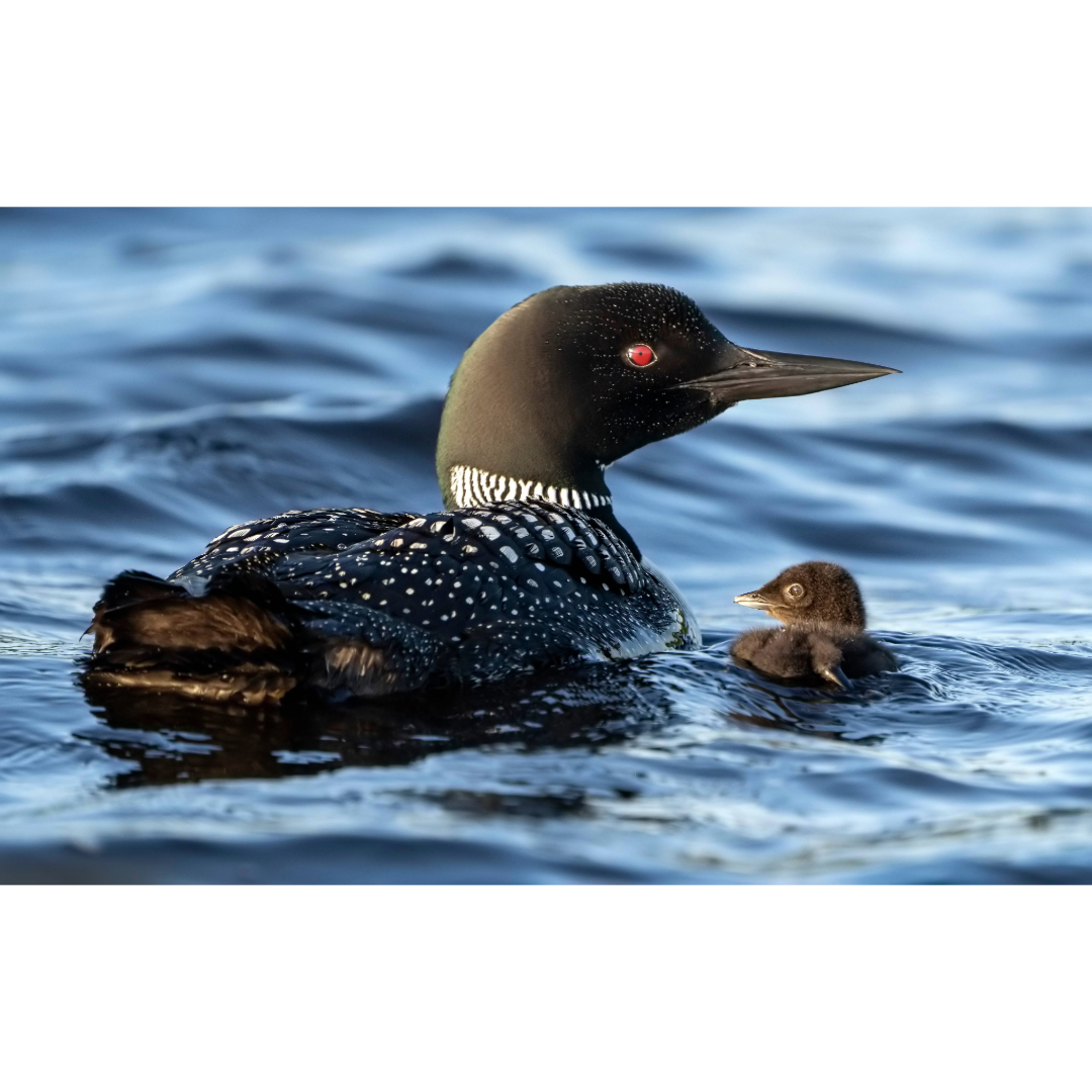 Loon and Loonlet Photo Print