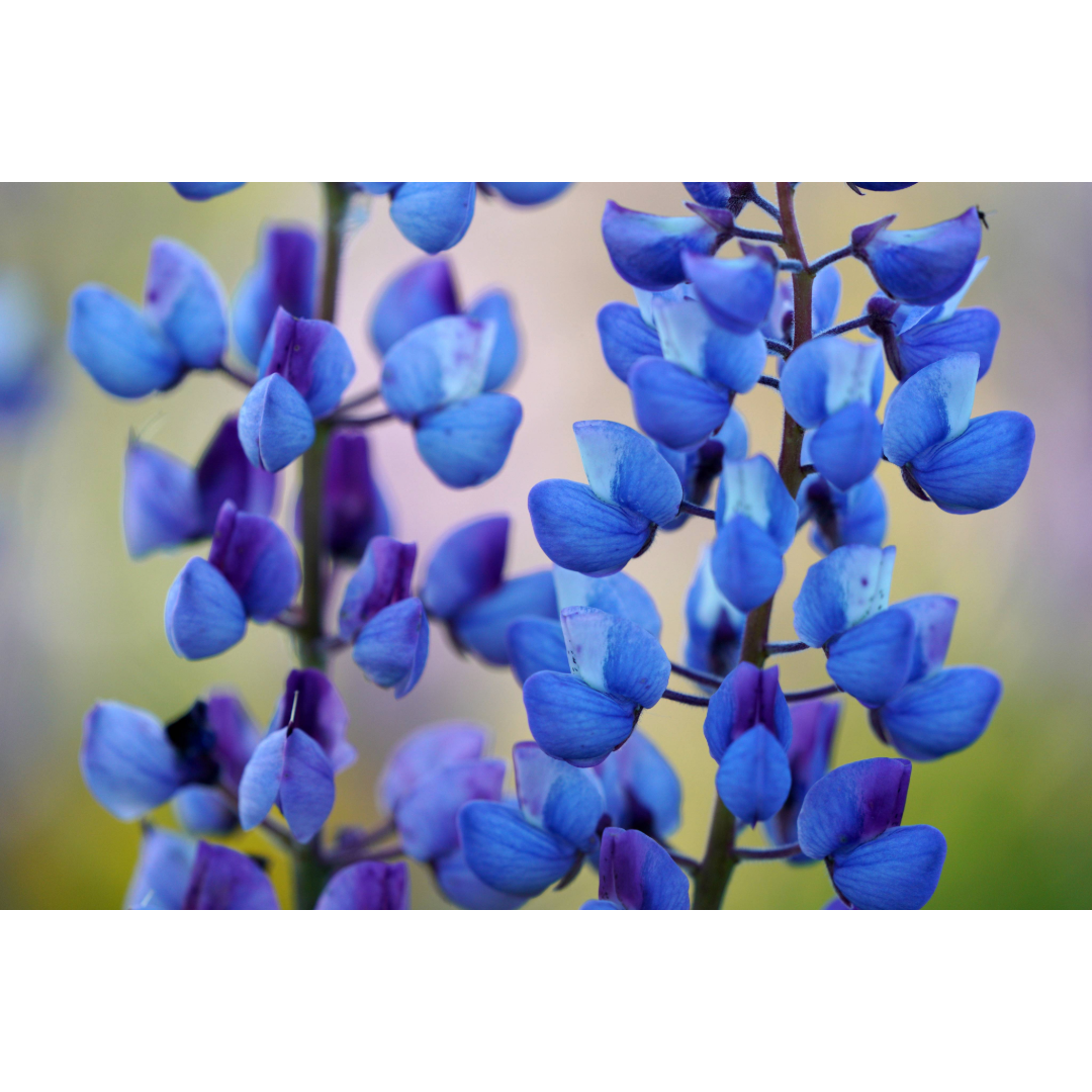 Lupine in Bloom Photo Print