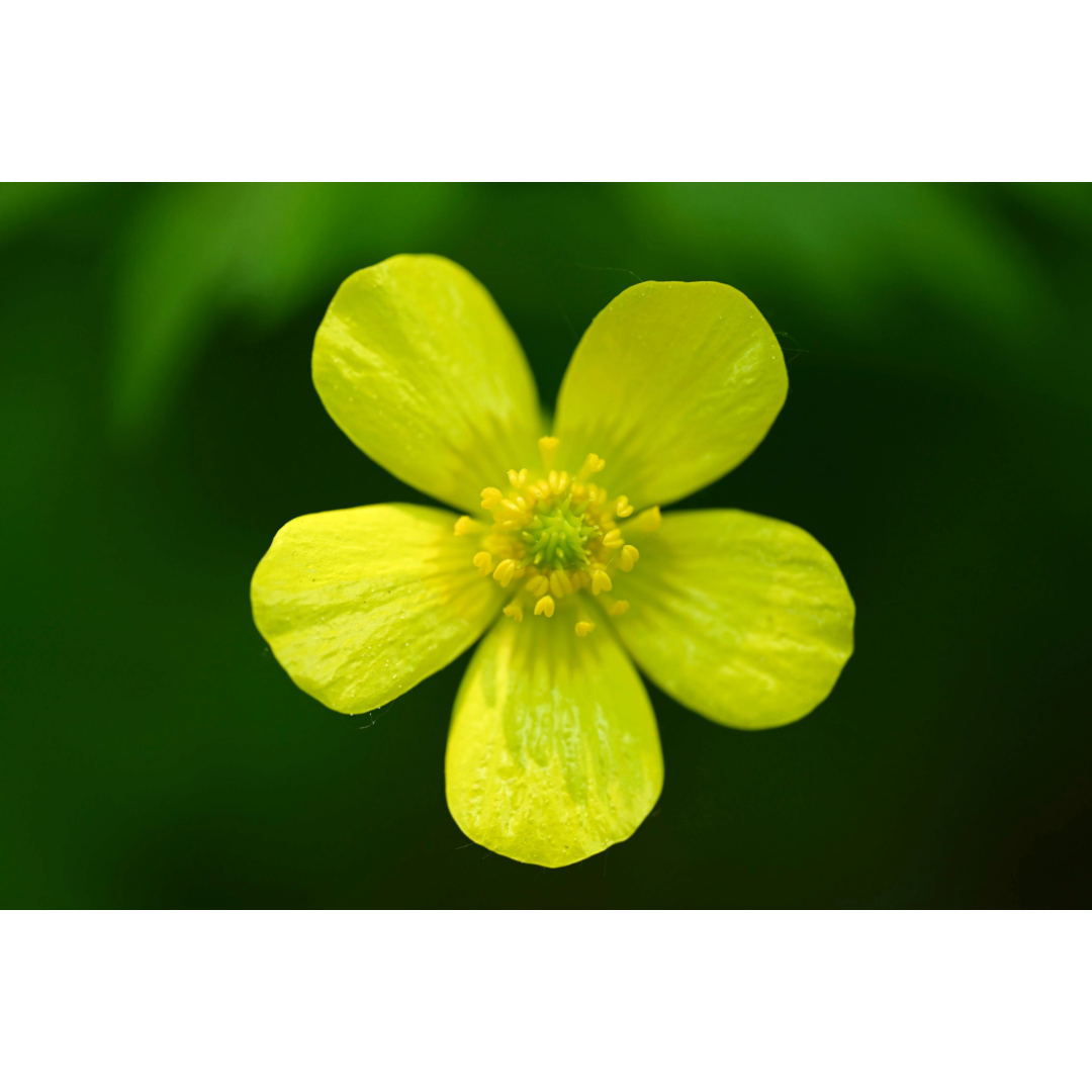 Bristly Buttercup Bloom Photo Print