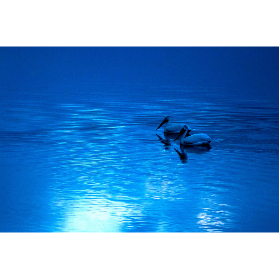 Pelicans at Dusk Photo Print