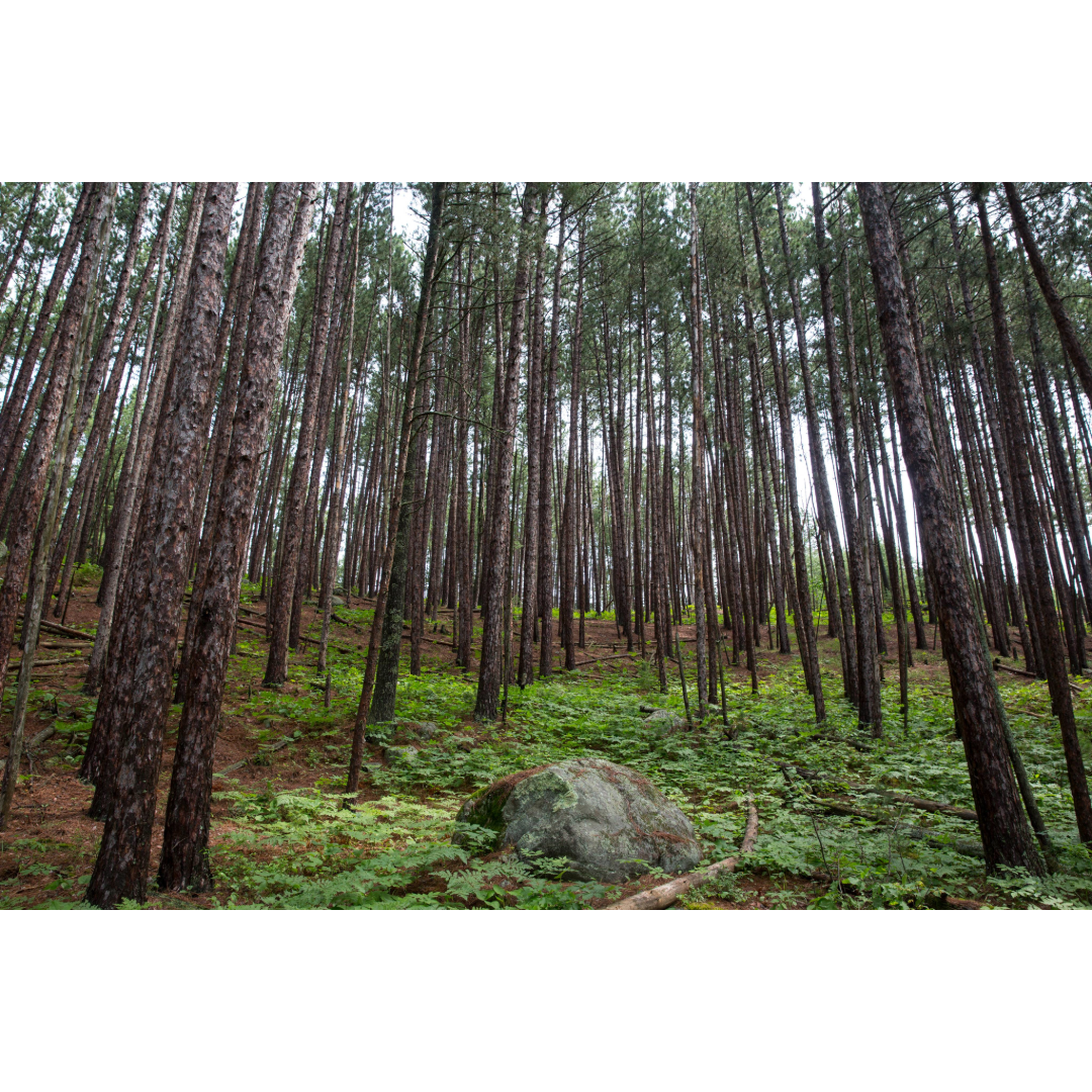 Boreal Forest Photo Print