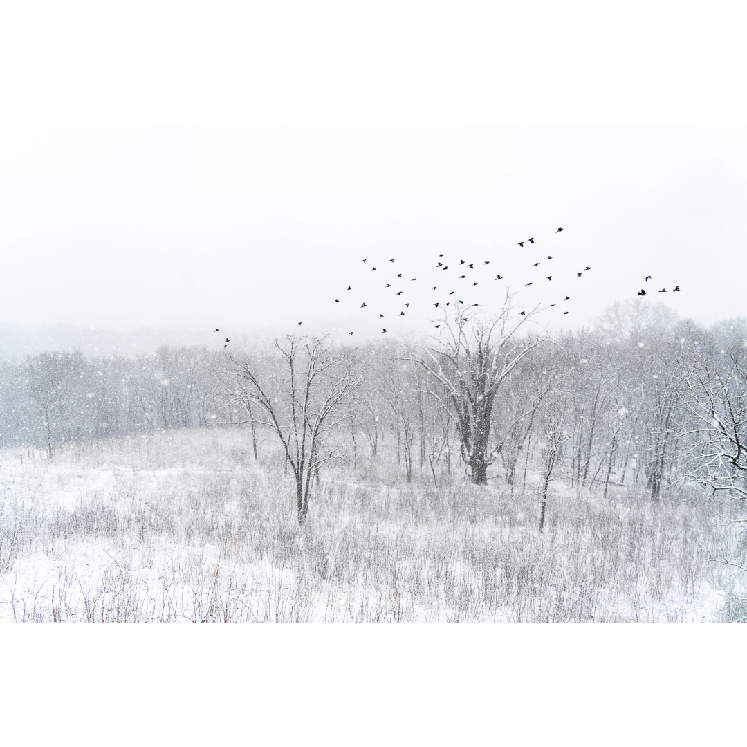 Flock of Snowy Birds Photo Print