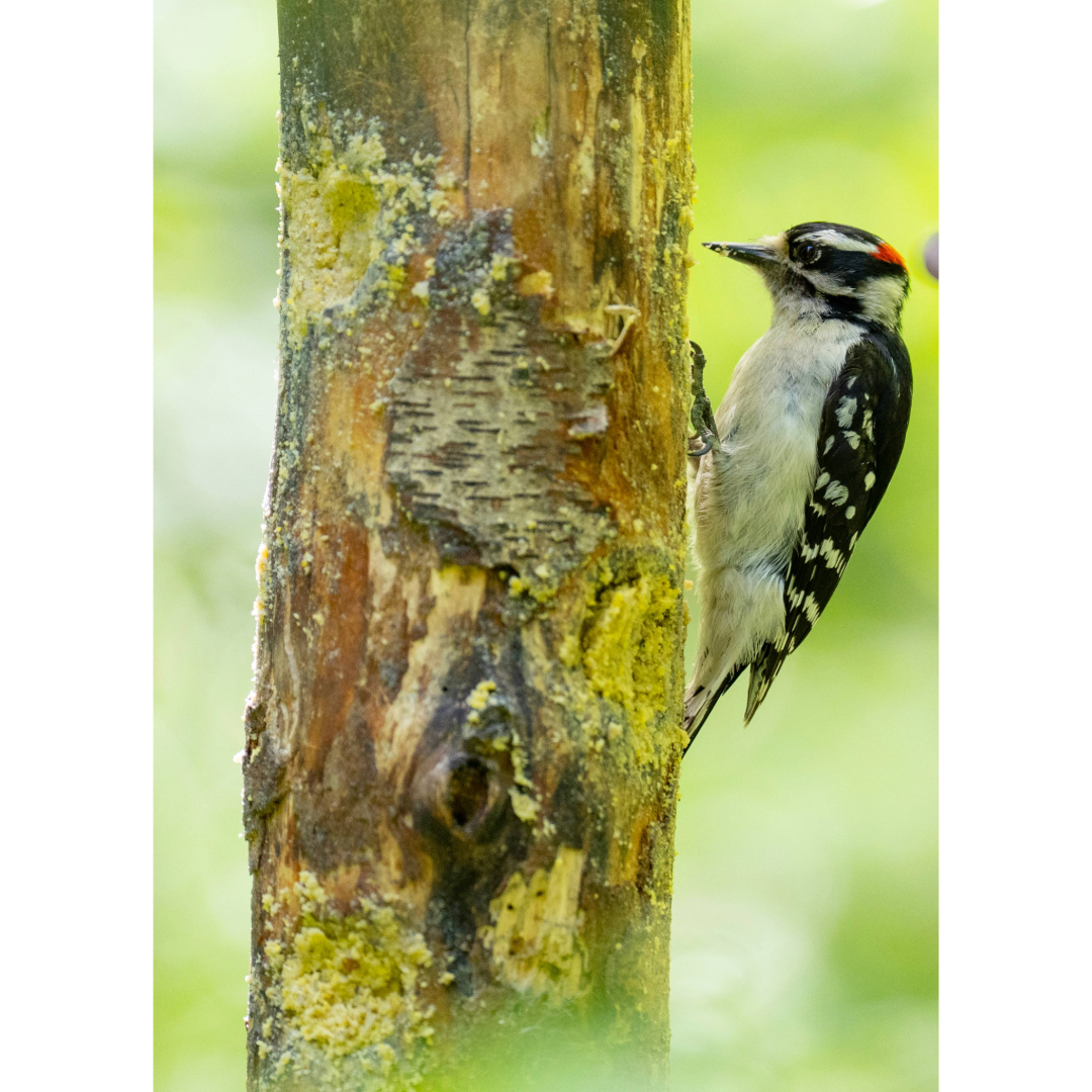 Perched Woodpecker Photo Print
