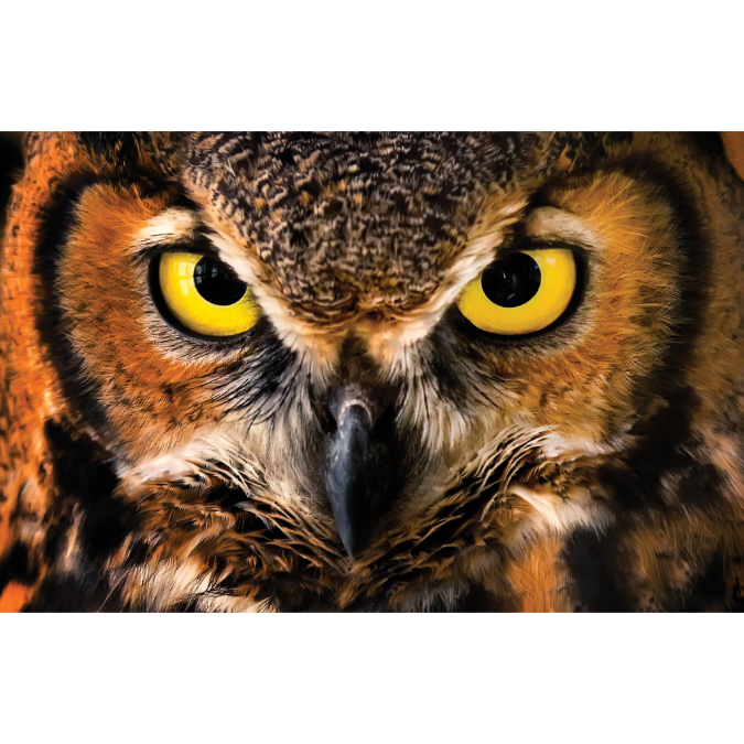 "Intense State" Horned Owl Photo Print