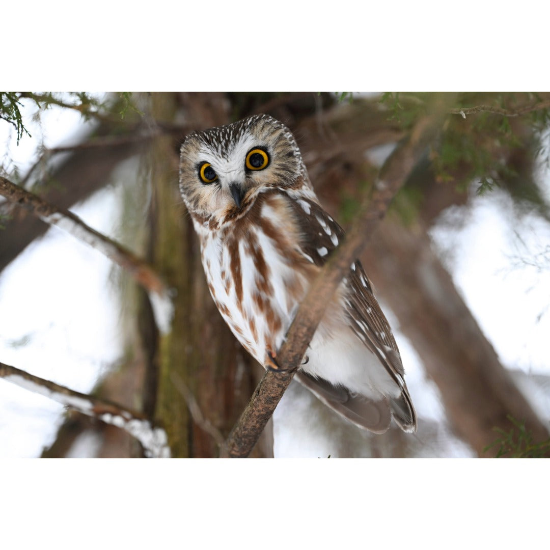 Northern Saw-whet Owl Photo Print