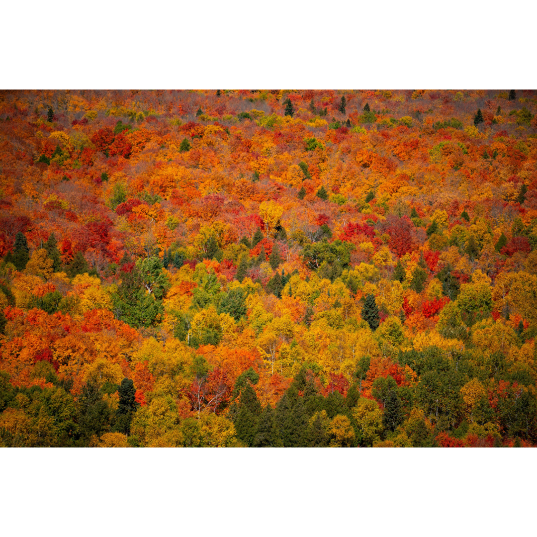 Oberg Mountain Fall Colors Photo Print