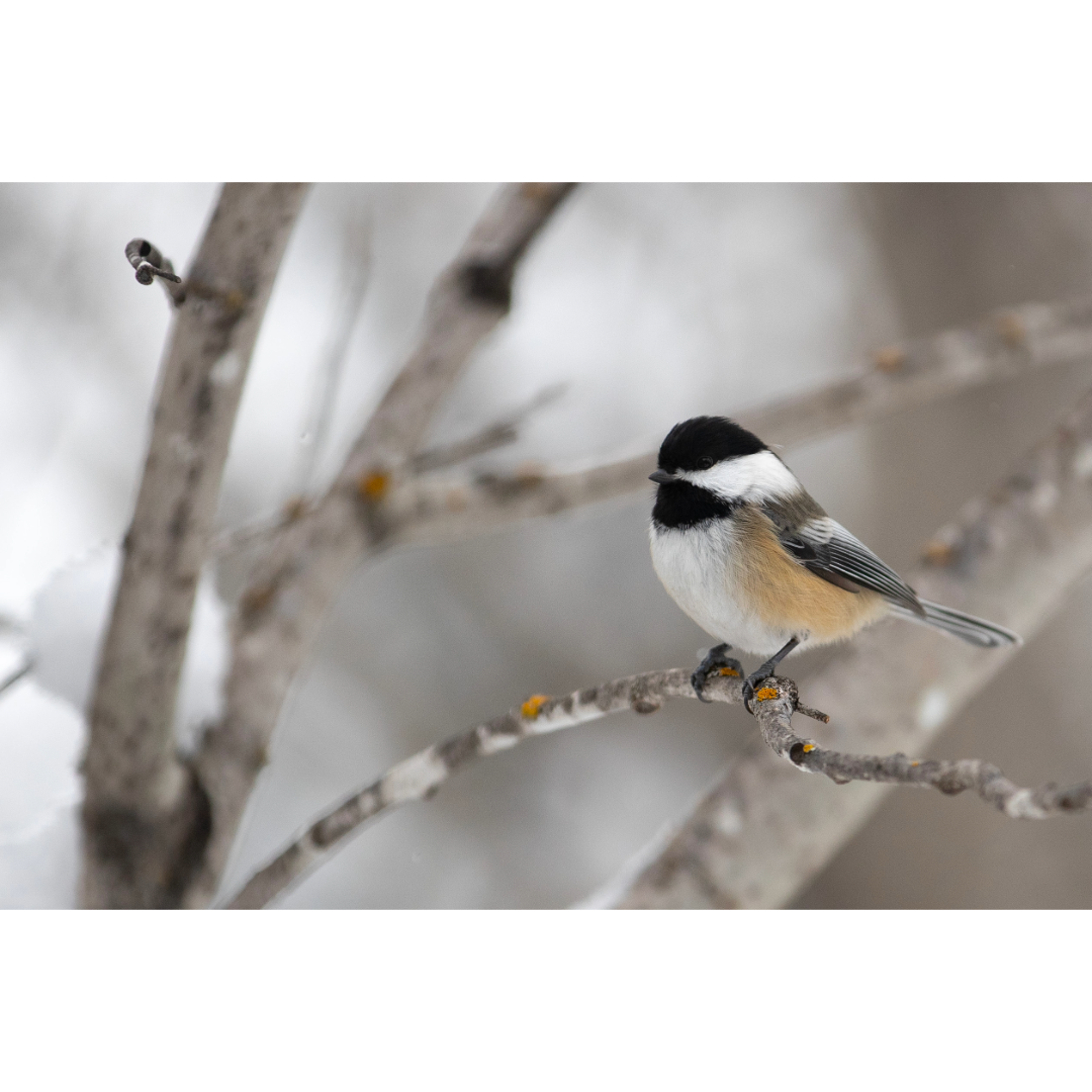 Gunflint Trail Chickadee Photo Print