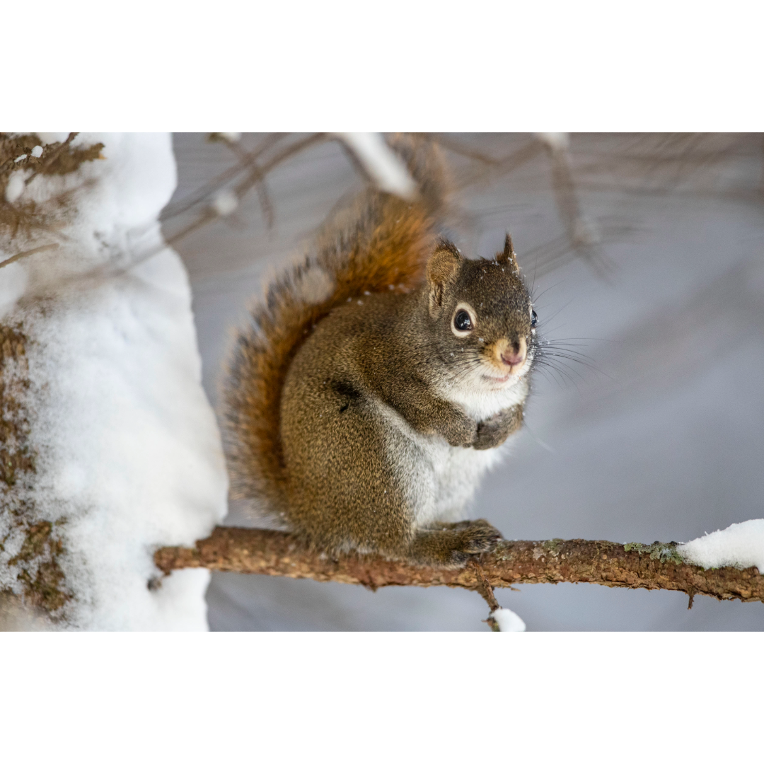 Snowy Squirrel Photo Print