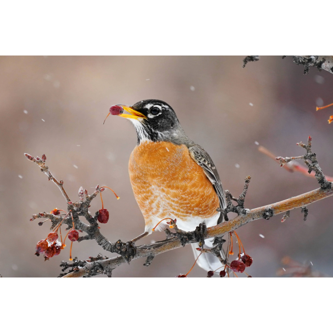 Snowy Robin Photo Print