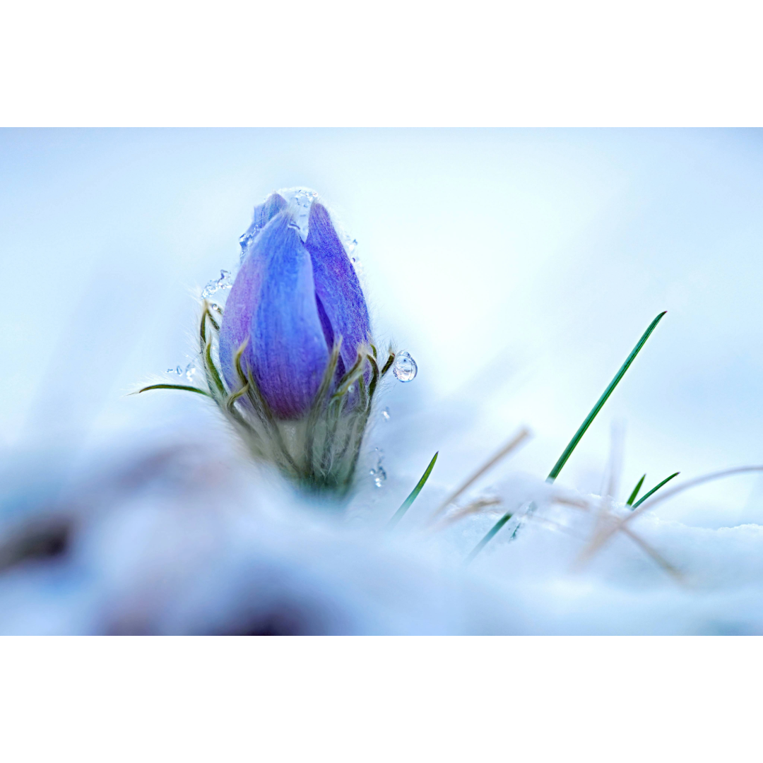 Spring Pasque Flower Photo Print