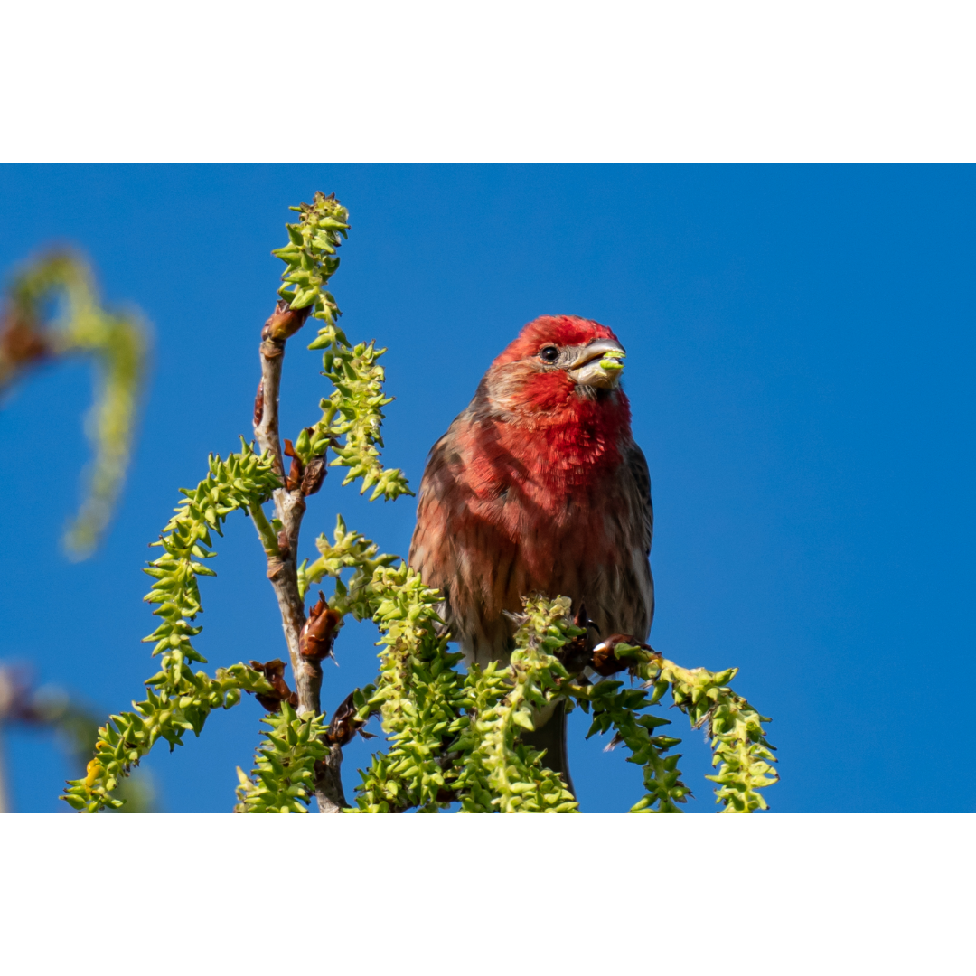 House Finch Photo Print