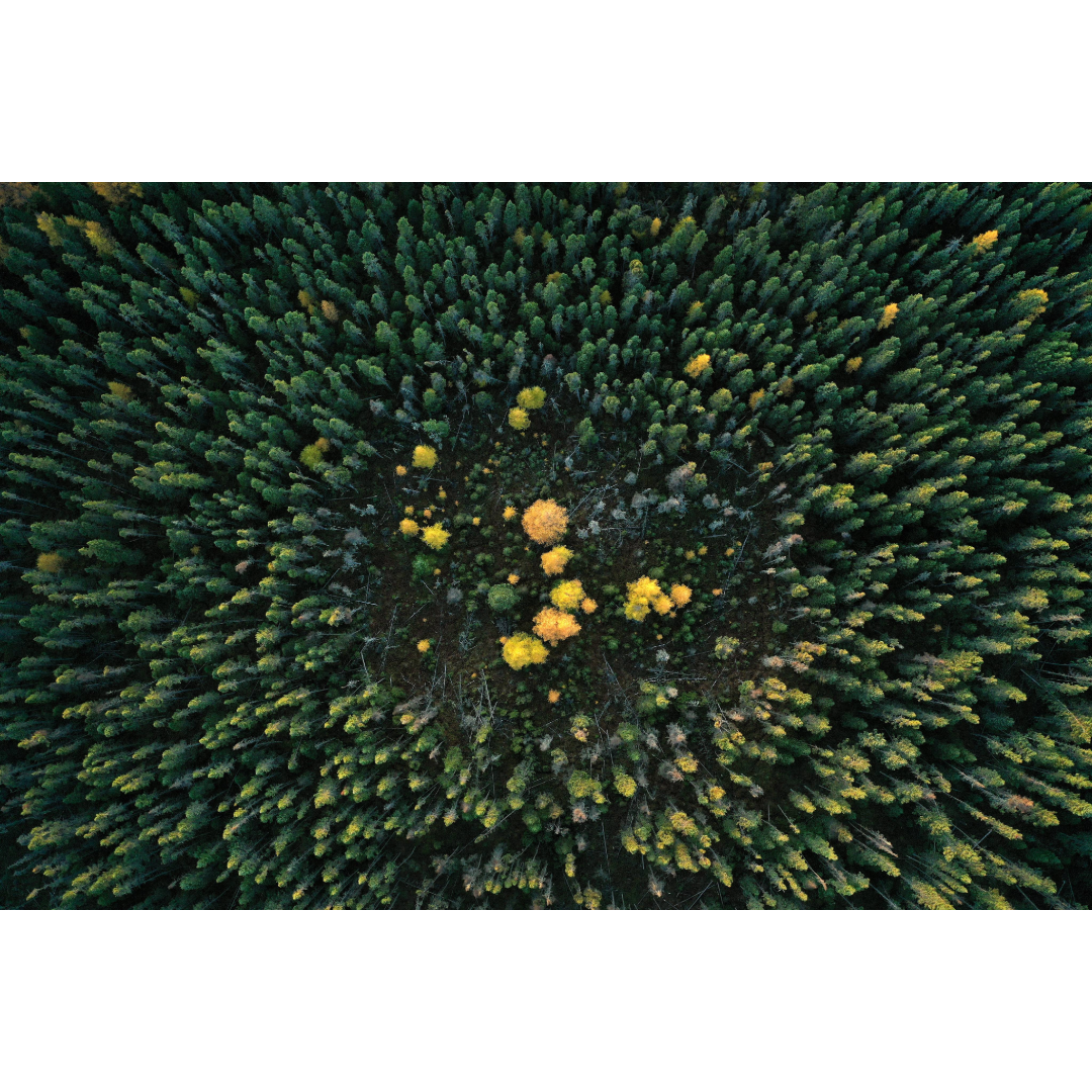 Cloquet Valley State Forest Photo Print