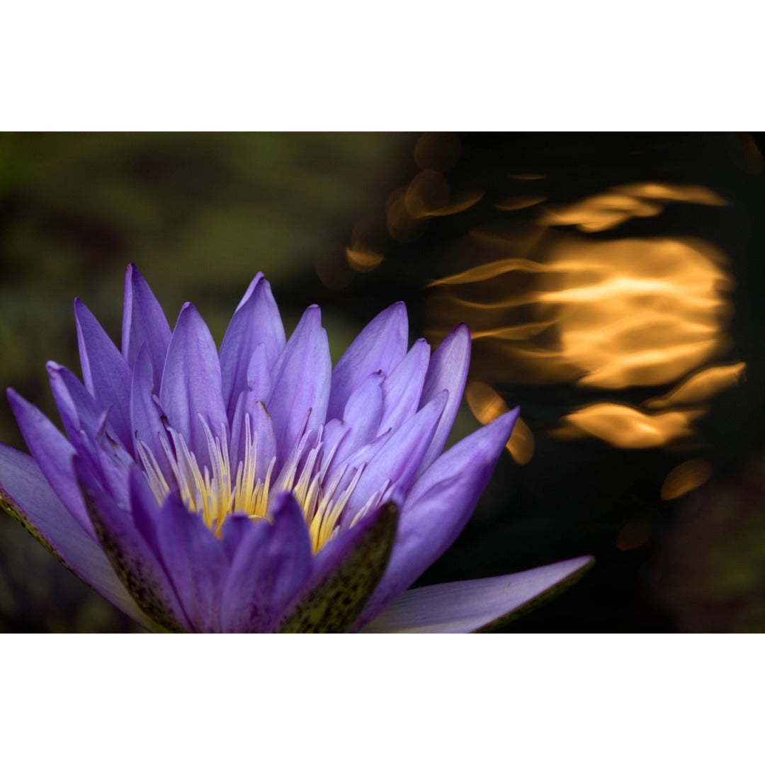 Victoria Water Lily Photo Print