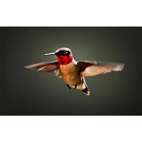 Hummingbird Photo Print