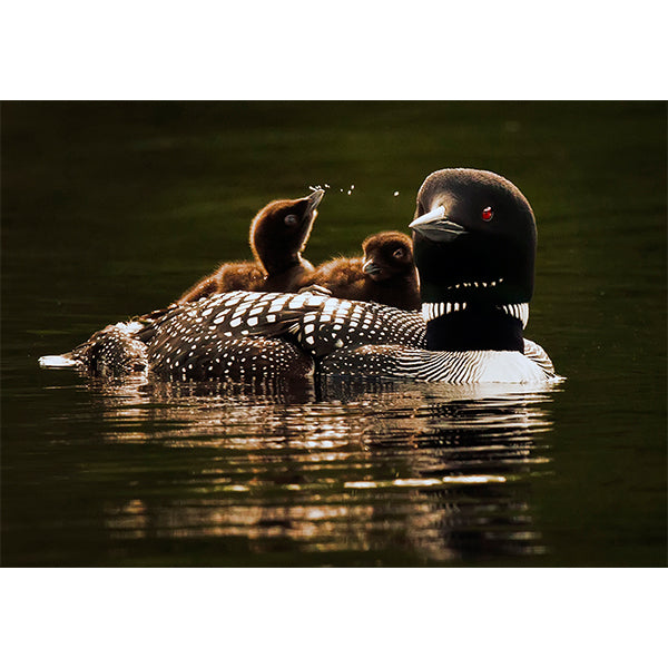 Loon Family Photo Print