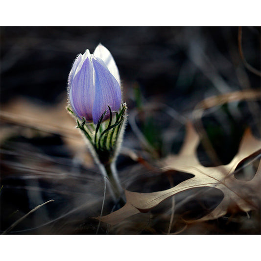 Hope Springs Eternal - Photo Print