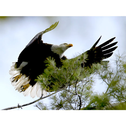 Mississippi River Bald Eagle - Photo Print