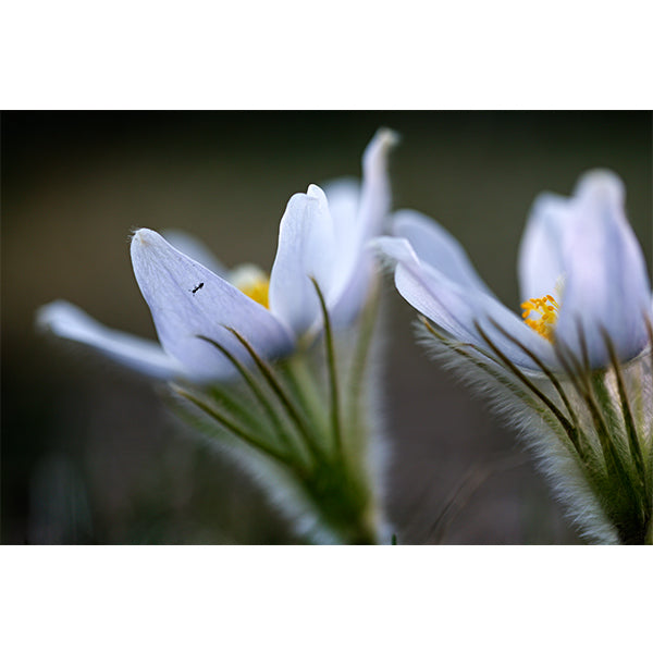 Pasque Flowers Photo Print