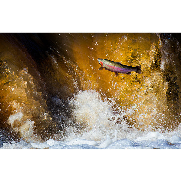 Steelhead Trout Photo Print